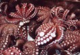 /album/fotogaleria-isiflor-productos-del-mar/pulpo-jpg/